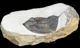 Zlichovaspis Trilobite - Long Tail Spine #44515-1